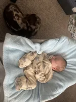 Bourbon, a male Miniature Dachshund for sale in Gallatin, TN – Photo 5 of 5