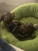 Bourbon, a male Miniature Dachshund for sale in Gallatin, TN – Photo 2 of 5