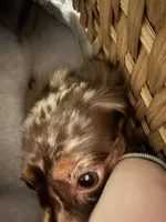 Bourbon, a male Miniature Dachshund for sale in Gallatin, TN – Photo 4 of 5