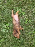 None, a female Dachshund for sale in Willow Springs, MO – 6 of 6
