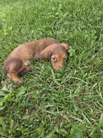 None, a female Dachshund for sale in Willow Springs, MO – 4 of 6