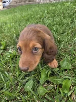 None, a female Dachshund for sale in Willow Springs, MO – 2 of 6