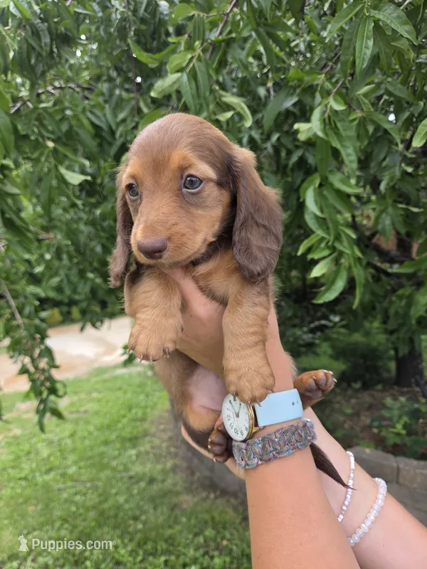 None – Dachshund puppy for sale in Willow Springs, MO