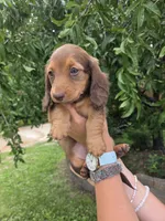 None, a female Dachshund for sale in Willow Springs, MO – 1 of 6