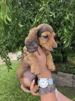 None, a male Dachshund for sale in Willow Springs, MO – 3 of 5