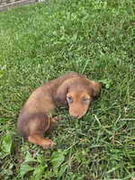 None, a female Dachshund for sale in Willow Springs, MO – 5 of 6
