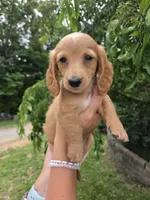 None, a male Dachshund for sale in Willow Springs, MO – 2 of 5