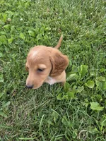 None, a male Dachshund for sale in Willow Springs, MO – 4 of 5