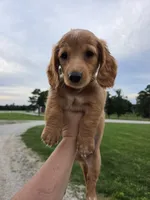 None, a male Dachshund for sale in Willow Springs, MO – 1 of 5