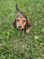 None, a male Dachshund for sale in Willow Springs, MO – 5 of 5