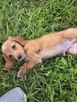None, a male Dachshund for sale in Willow Springs, MO – 3 of 5