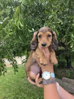 None, a male Dachshund for sale in Willow Springs, MO – 1 of 5