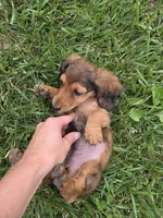 None, a male Dachshund for sale in Willow Springs, MO – 4 of 5