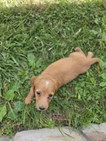 None, a male Dachshund for sale in Willow Springs, MO – 5 of 5