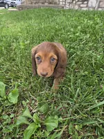 None, a female Dachshund for sale in Willow Springs, MO – 3 of 6