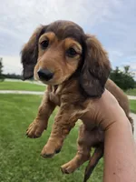 None, a male Dachshund for sale in Willow Springs, MO – 2 of 5