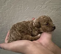 Maple, a male Poodle - Toy  for sale in Chandler, AZ – 2 of 2