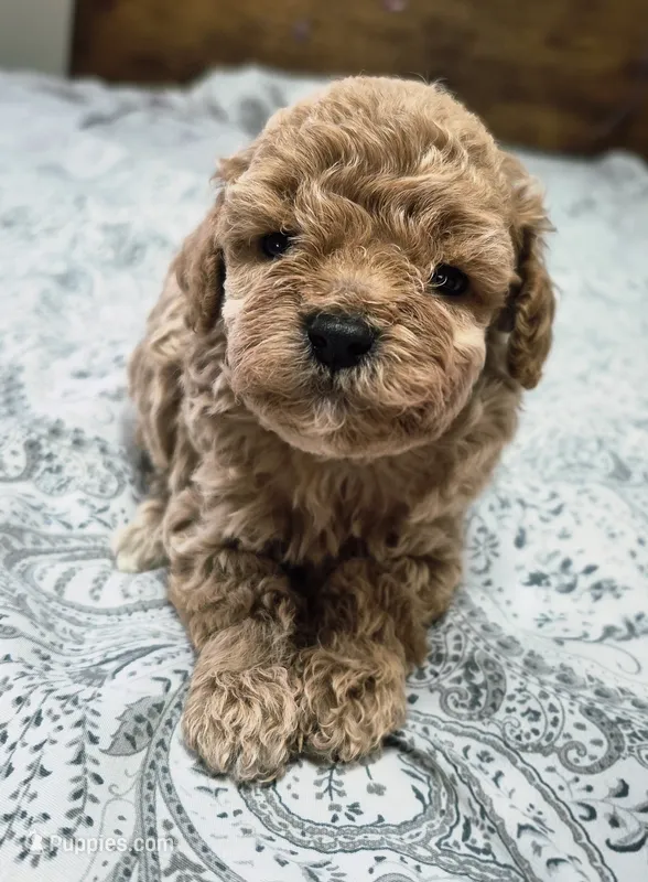 Blaze – Poodle - Toy  puppy for sale in Chandler, AZ