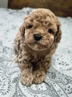 Blaze, a male Poodle - Toy  for sale in Chandler, AZ – 1 of 2