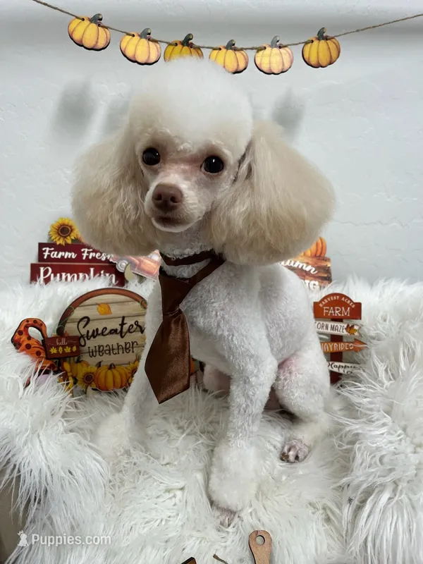 bone, a male Poodle - Toy  for sale in Chandler, AZ – 1 of 1