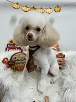 bone, a male Poodle - Toy  for sale in Chandler, AZ – 1 of 1