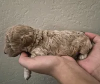 Dijon, a male Poodle - Toy  for sale in Chandler, AZ – 2 of 2