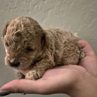 Blaze, a male Poodle - Toy  for sale in Chandler, AZ – 2 of 2