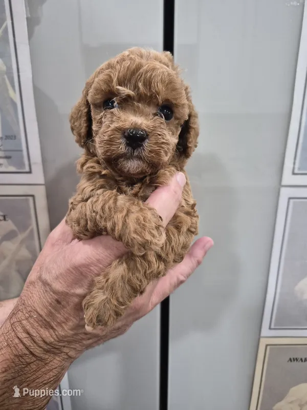 Ruby – Poodle - Toy  puppy for sale in Chandler, AZ