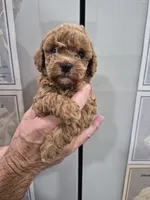 Ruby, a female Poodle - Toy  for sale in Chandler, AZ – 1 of 2