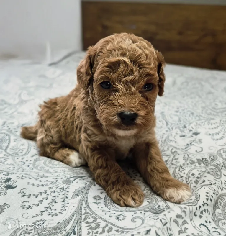 Maple, a male Poodle - Toy  for sale in Chandler, AZ – 1 of 2