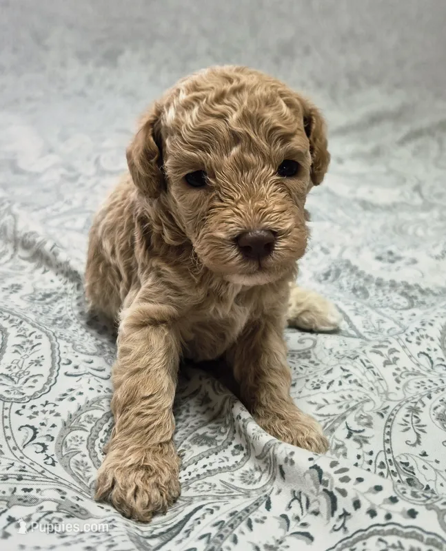 Dijon – Poodle - Toy  puppy for sale in Chandler, AZ