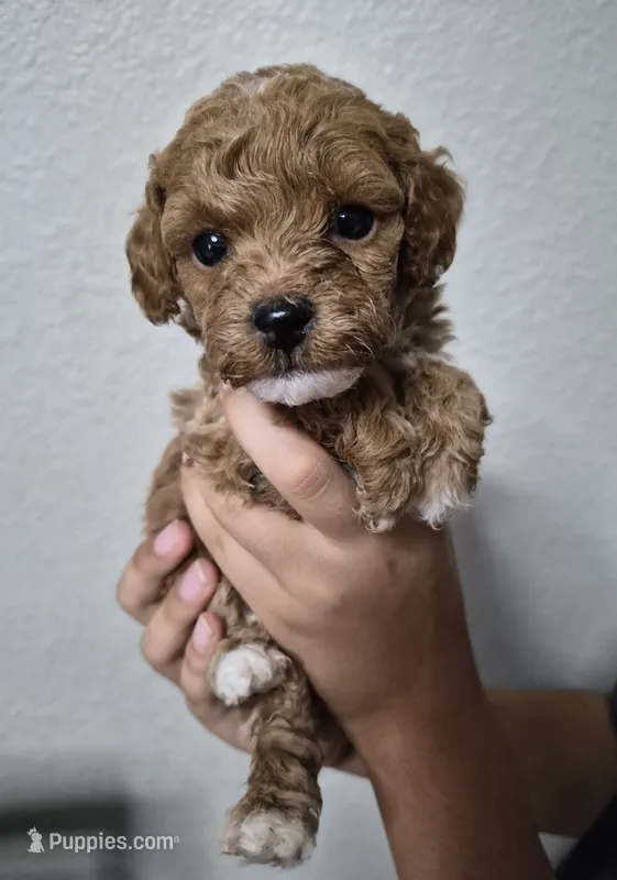 Maple – Poodle - Toy  puppy for sale in Chandler, AZ