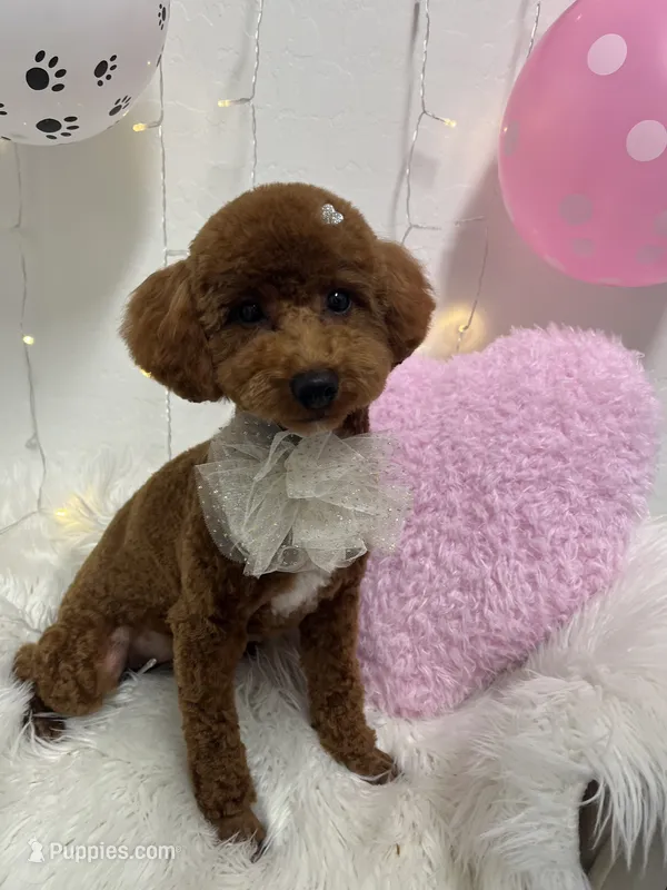 cherry, a female Poodle - Toy  for sale in Chandler, AZ – 1 of 1