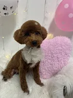 cherry, a female Poodle - Toy  for sale in Chandler, AZ – 1 of 1