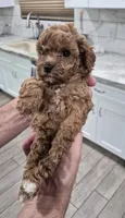 Ruby, a female Poodle - Toy  for sale in Chandler, AZ – 2 of 2