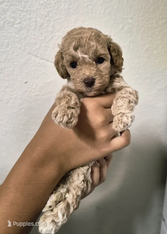 Dijon – Poodle - Toy  puppy for sale in Chandler, AZ