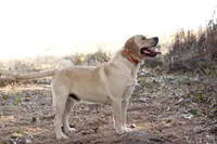 Molly, a female Labrador Retriever for sale in Ewing, IL – Photo 3 of 4