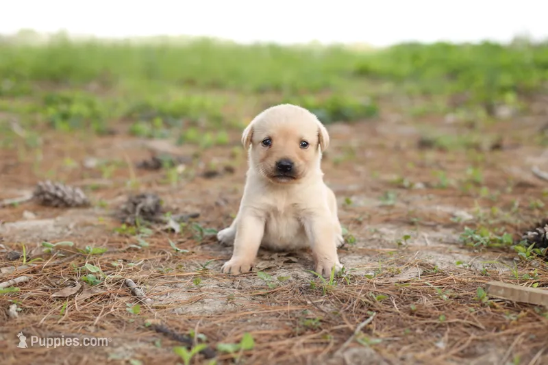Molly – Labrador Retriever puppy for sale in Ewing, IL