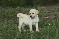 Mia, a female Labrador Retriever for sale in Ewing, IL – 2 of 9