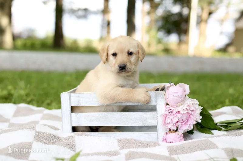 Molly – Labrador Retriever puppy for sale in Ewing, IL