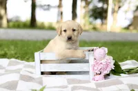 Molly, a female Labrador Retriever for sale in Ewing, IL – 1 of 5