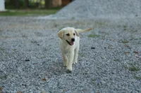 Mia, a female Labrador Retriever for sale in Ewing, IL – 4 of 9