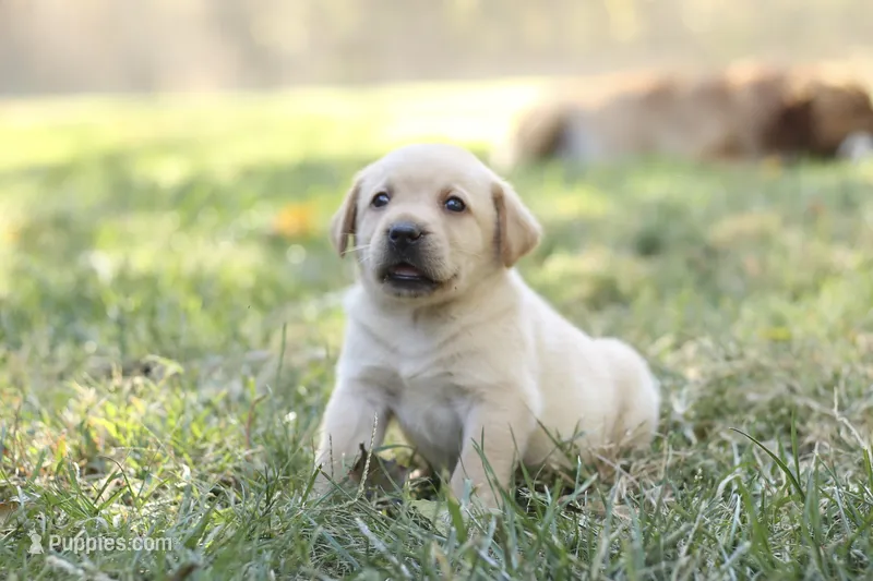 Case – Labrador Retriever puppy for sale in Ewing, IL