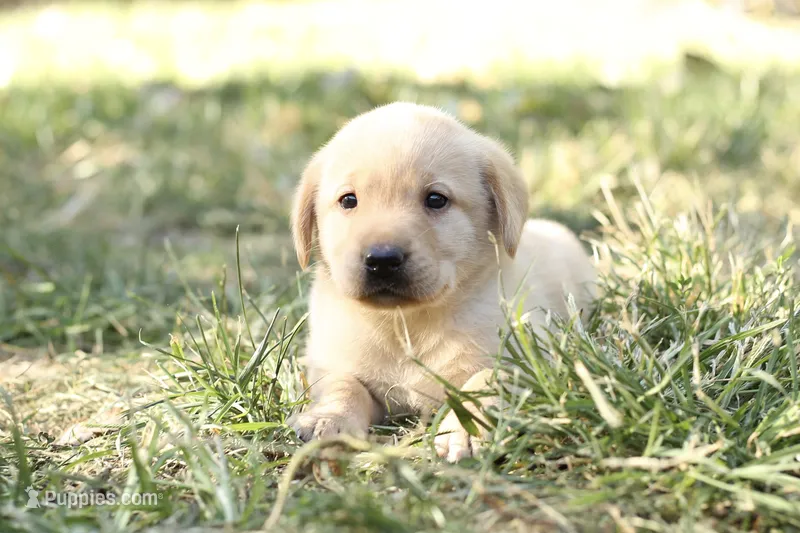 Candace – Labrador Retriever puppy for sale in Ewing, IL