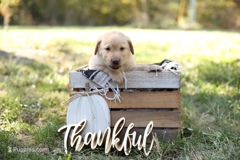 Camden – Labrador Retriever puppy on hold in Ewing, IL
