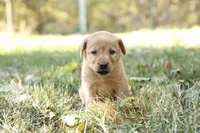 Chloe, a female Labrador Retriever for sale in Ewing, IL – 1 of 2
