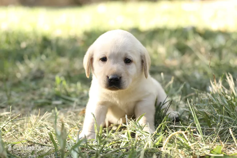 Cassie – Labrador Retriever puppy for sale in Ewing, IL