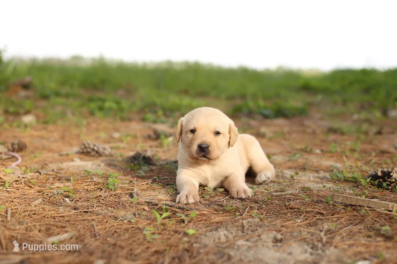 Mitchell – Labrador Retriever puppy for sale in Ewing, IL
