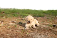 Mitchell, a male Labrador Retriever for sale in Ewing, IL – Photo 1 of 4