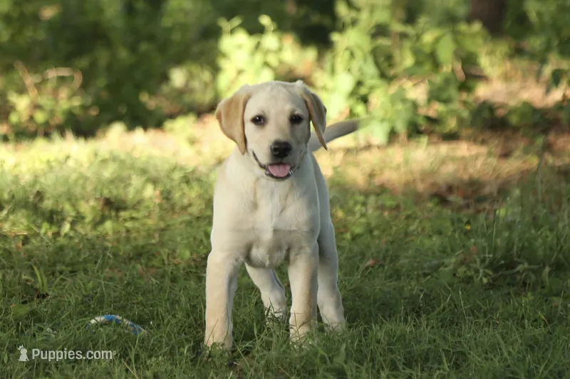 Misty – Labrador Retriever puppy for sale in Ewing, IL